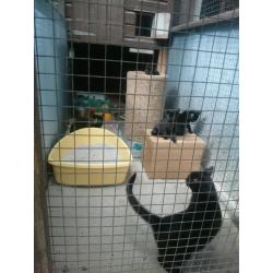 Help wanted please, Whinnybank cat rescue,