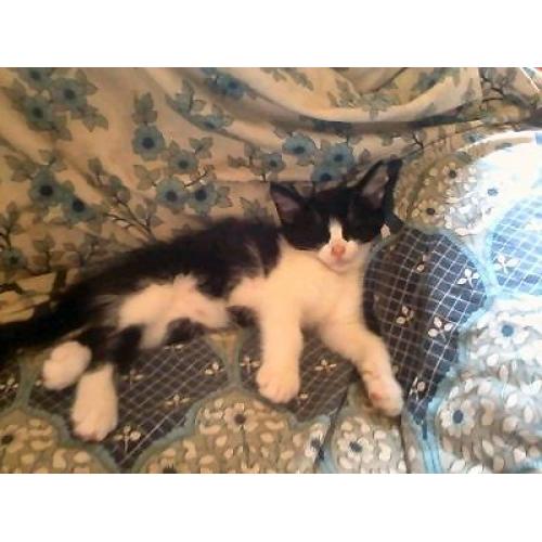 ONE GORGEOUS, SWEET MALE BLACK AND WHITE KITTEN LOOKING FOR A LOVING HOME