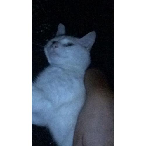 Male cat