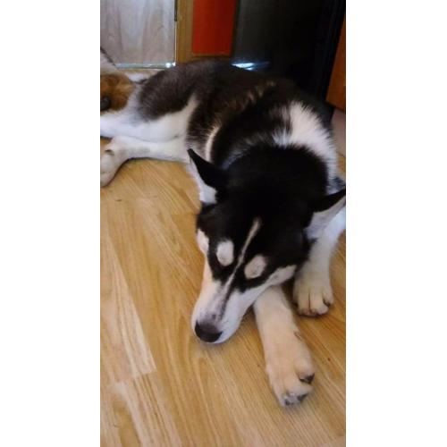 Husky dog