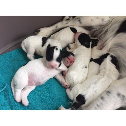English Springer Spaniel Pups for Sale.(Black/White)