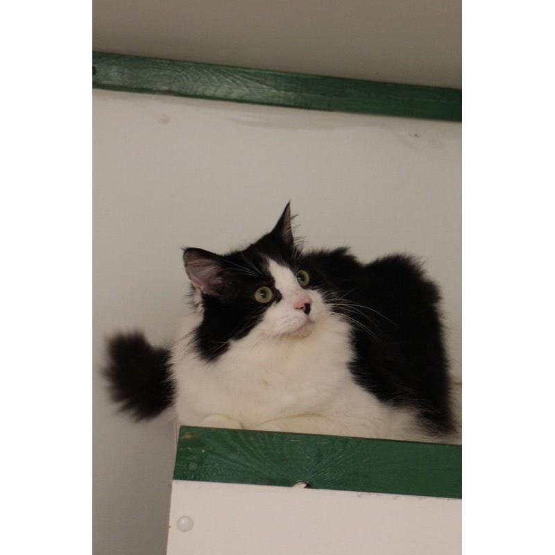 Fluffy