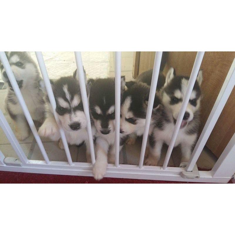 SIBERIAN HUSKY PUPPIES FOR SALE