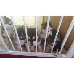 SIBERIAN HUSKY PUPPIES FOR SALE