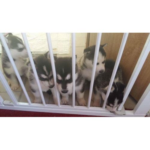 SIBERIAN HUSKY PUPPIES FOR SALE