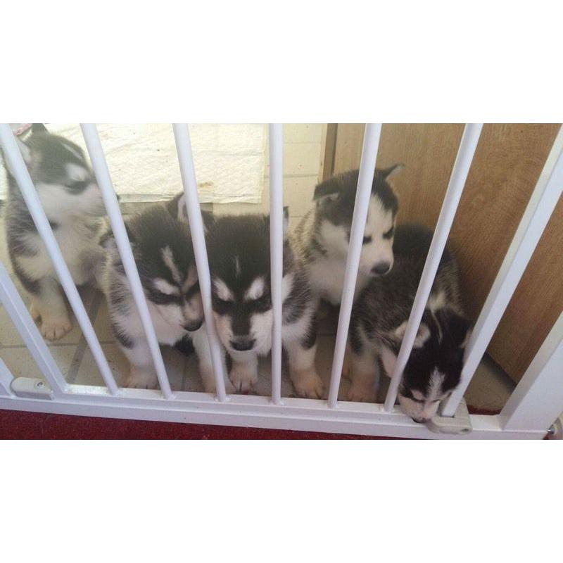 SIBERIAN HUSKY PUPPIES FOR SALE