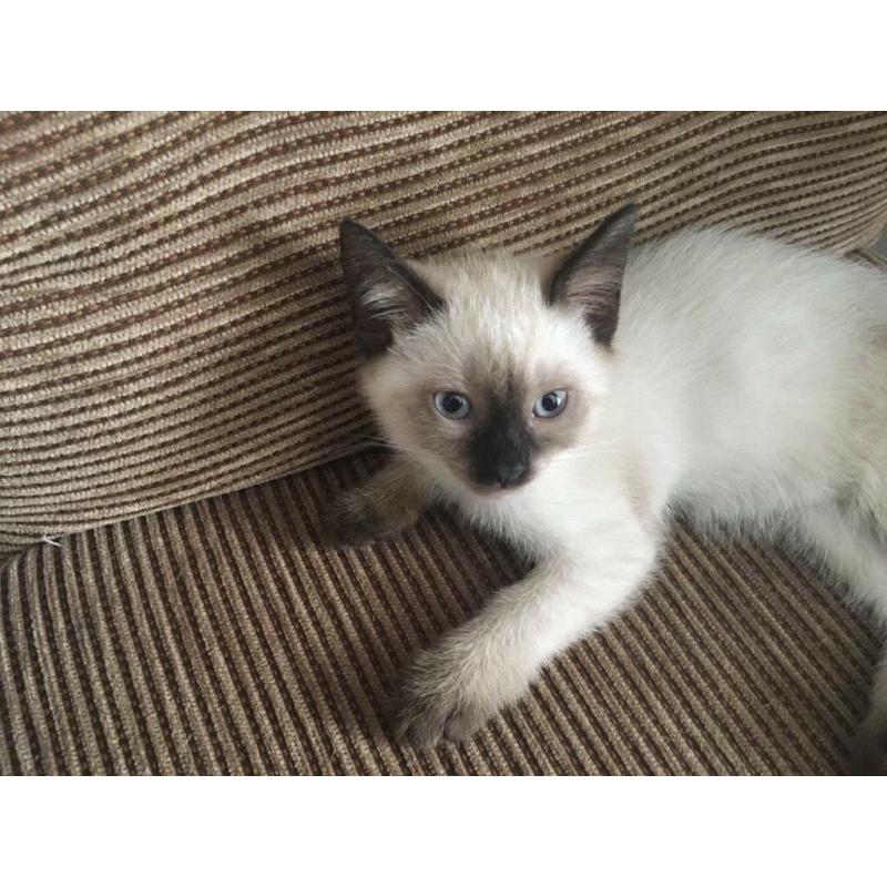 Beautiful Burmese kittens