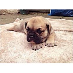 3male olde English bulldog pups