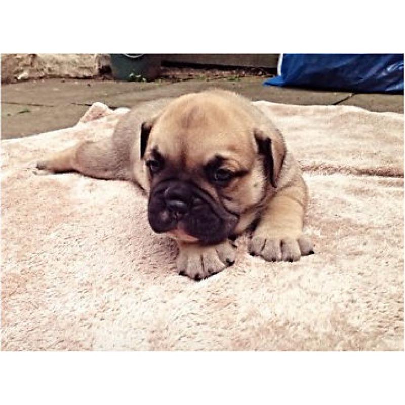 3male olde English bulldog pups
