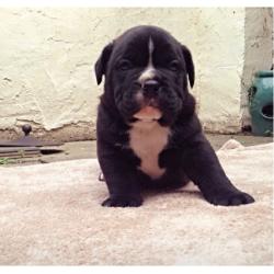 3male olde English bulldog pups