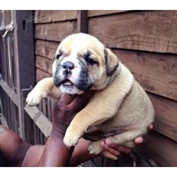 3male olde English bulldog pups