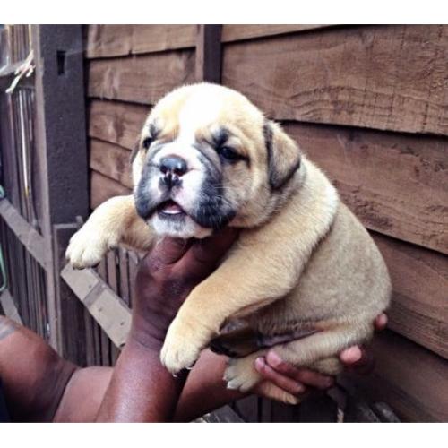 3male olde English bulldog pups