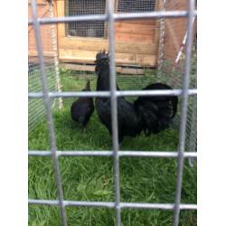 Rare Ayem Cemani
