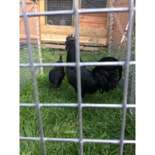 Rare Ayem Cemani