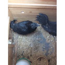 Rare Ayem Cemani