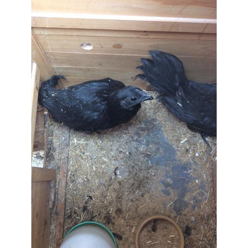 Rare Ayem Cemani
