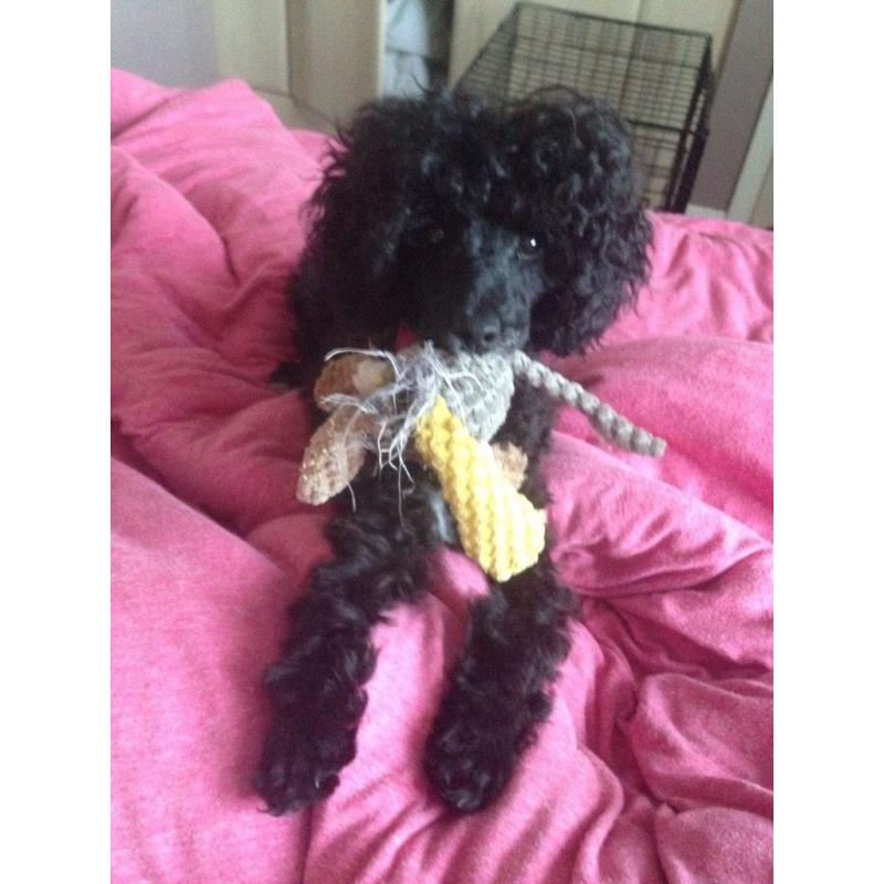 Toy poodle