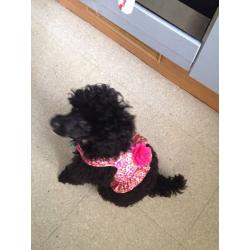 Toy poodle
