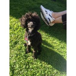 Toy poodle