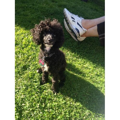 Toy poodle