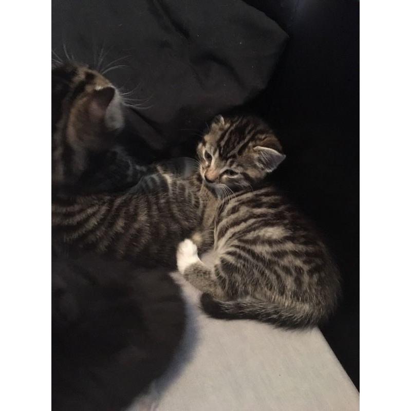 Kittens for sale