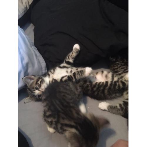 Kittens for sale