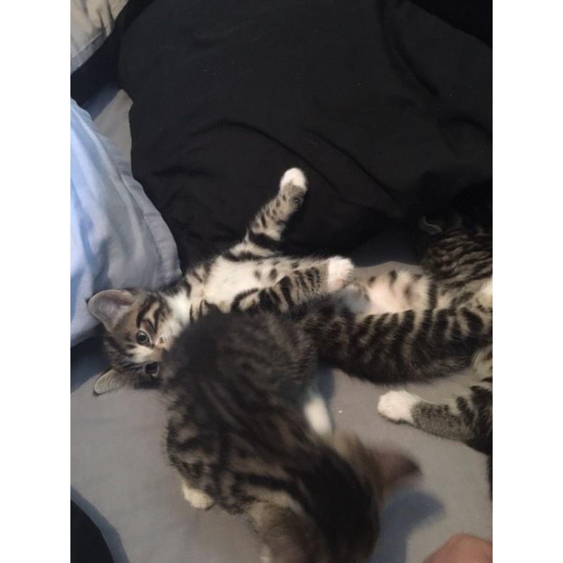 Kittens for sale