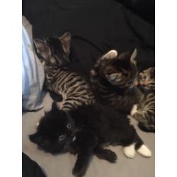 Kittens for sale