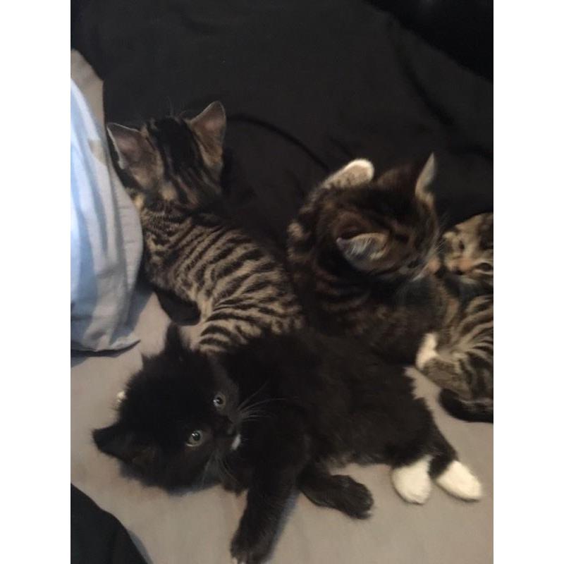 Kittens for sale