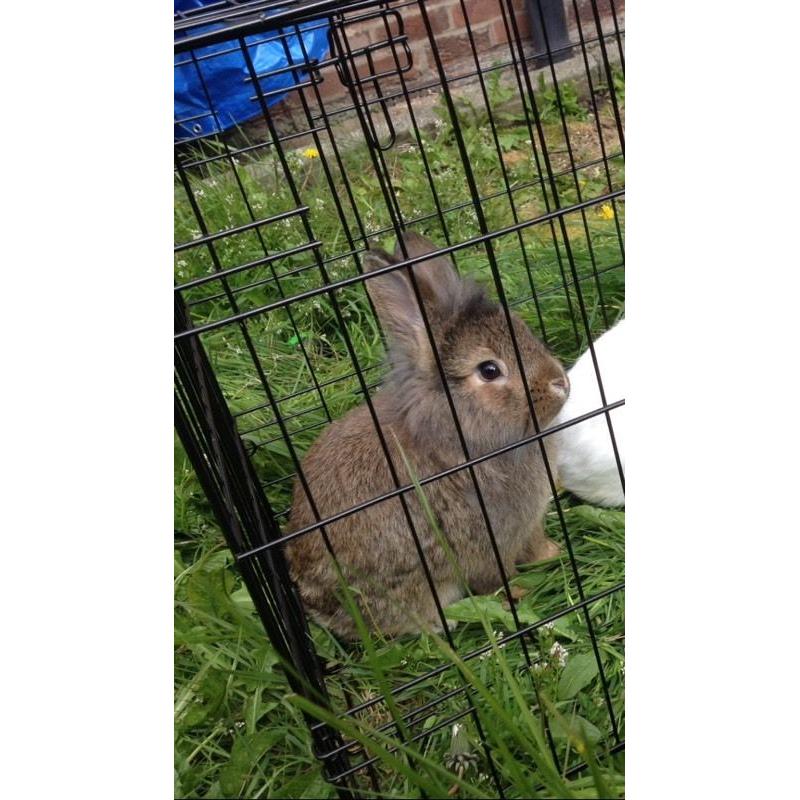 Rabbit
