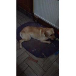 Fully trained 5 yr old labrador for reluctant sale