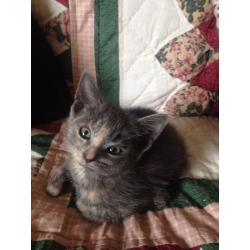 Little grey and ginger kitten ready to go