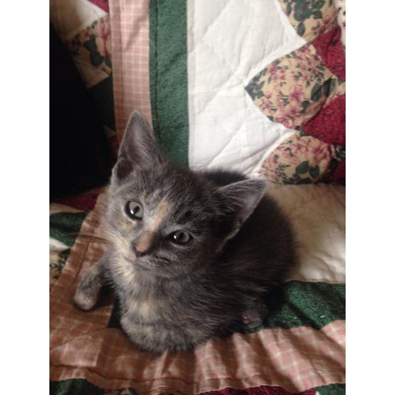 Little grey and ginger kitten ready to go