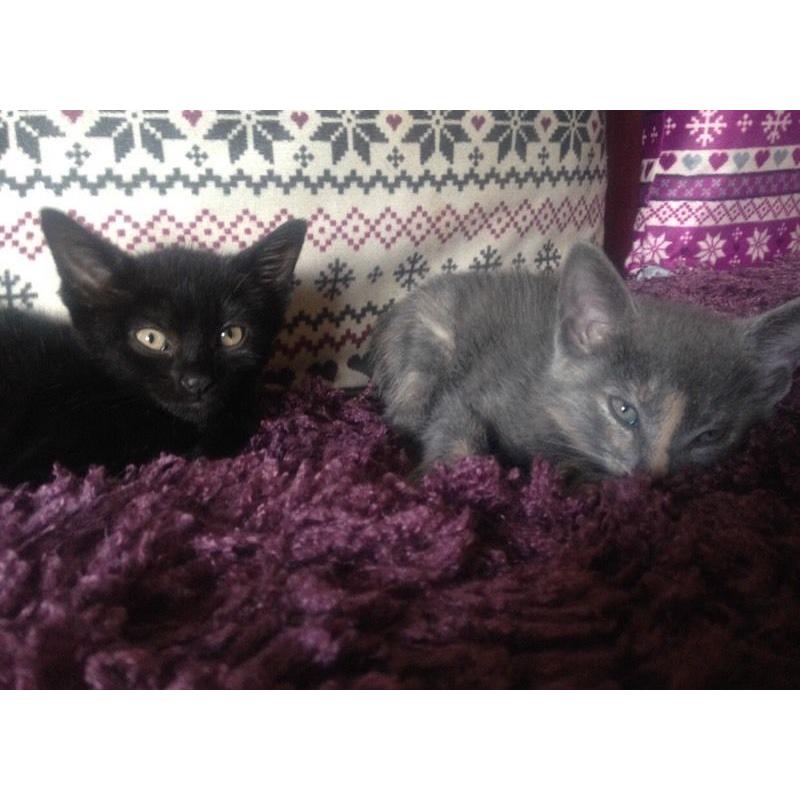 Little grey and ginger kitten ready to go