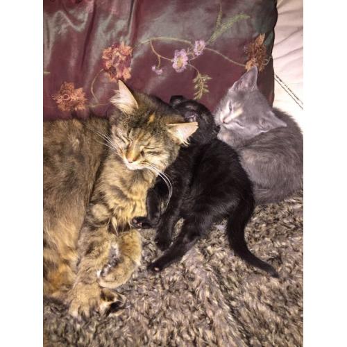 Little grey and ginger kitten ready to go
