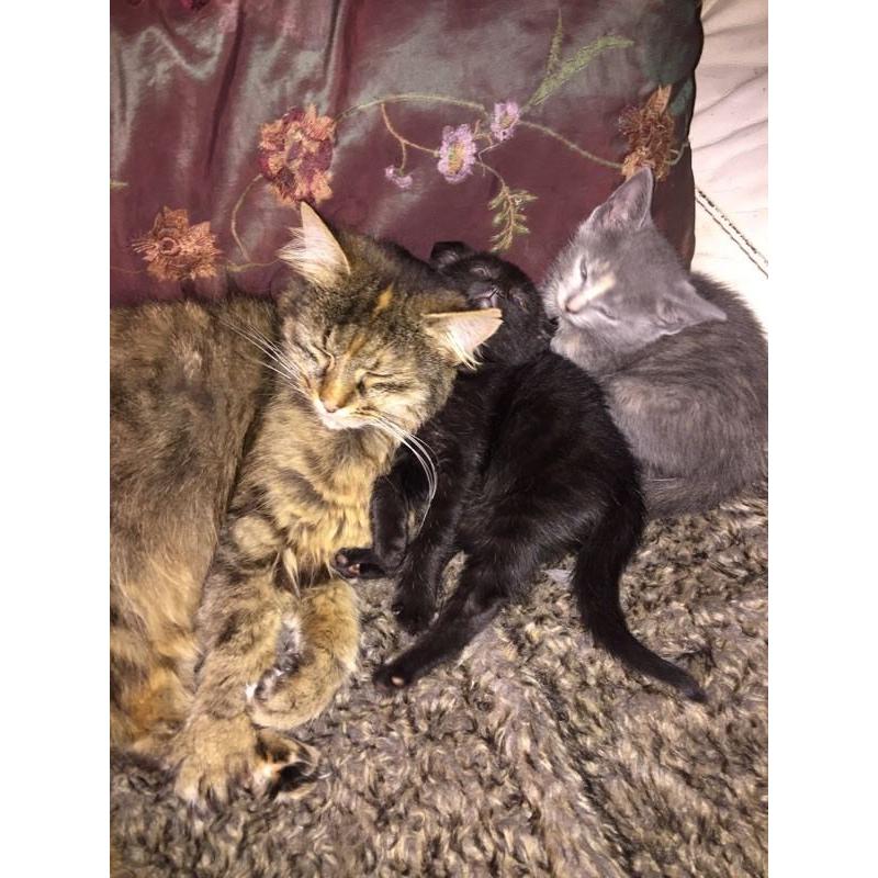 Little grey and ginger kitten ready to go