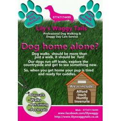 Doggy Day Care/Dog walker