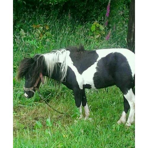 Miniature Stallion