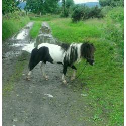 Miniature Stallion