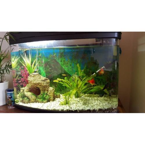 Fish tank for sale