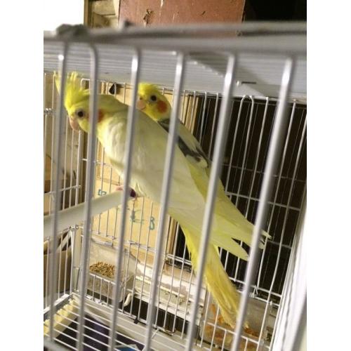 Cocktail for sale