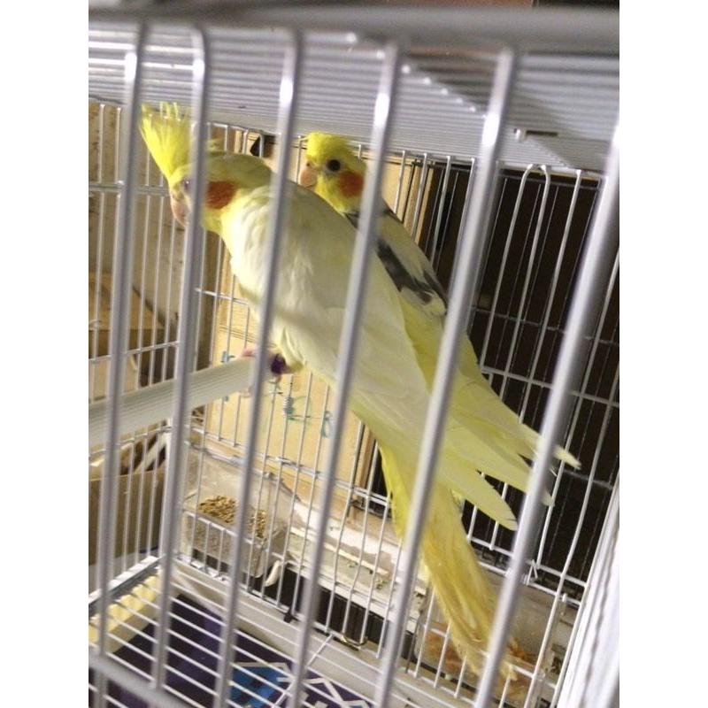 Cocktail for sale