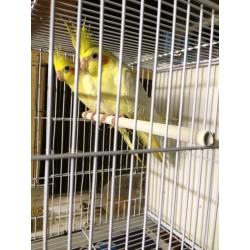 Cocktail for sale