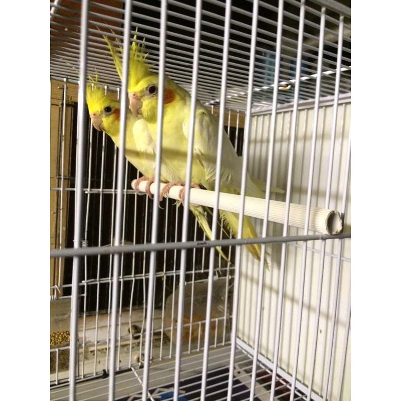 Cocktail for sale