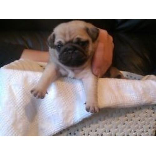 Beautiful Quality KC Pug Puppies