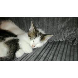 Kittens for sale! Ready to go now!