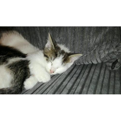 Kittens for sale! Ready to go now!