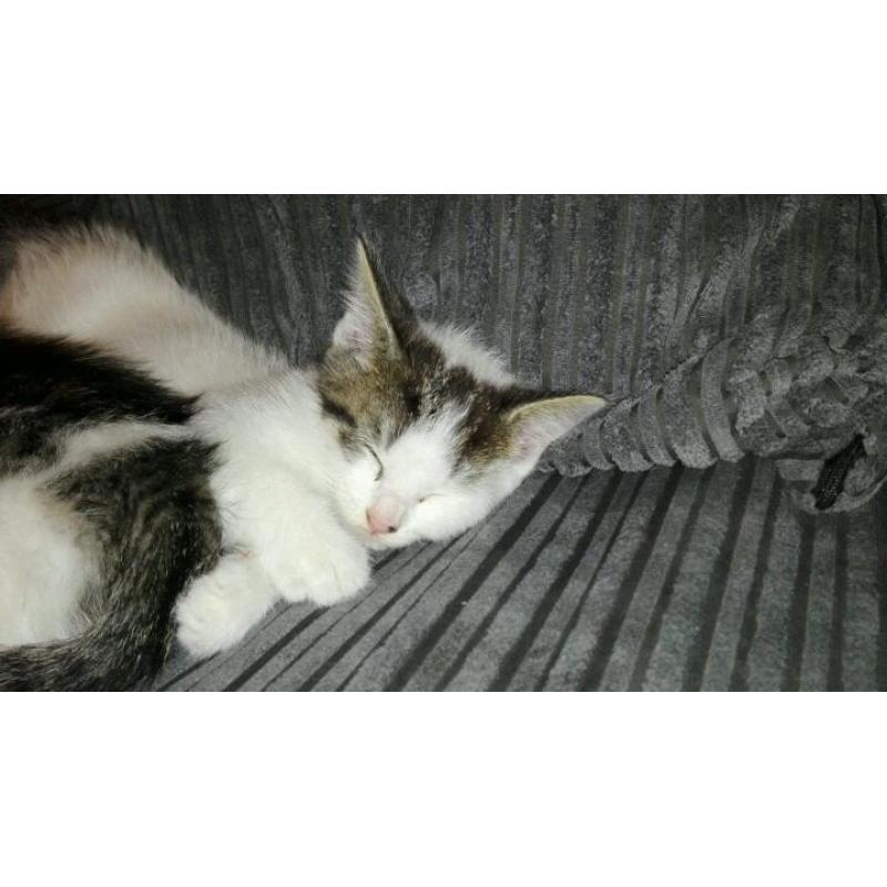Kittens for sale! Ready to go now!