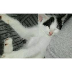 Kittens for sale! Ready to go now!