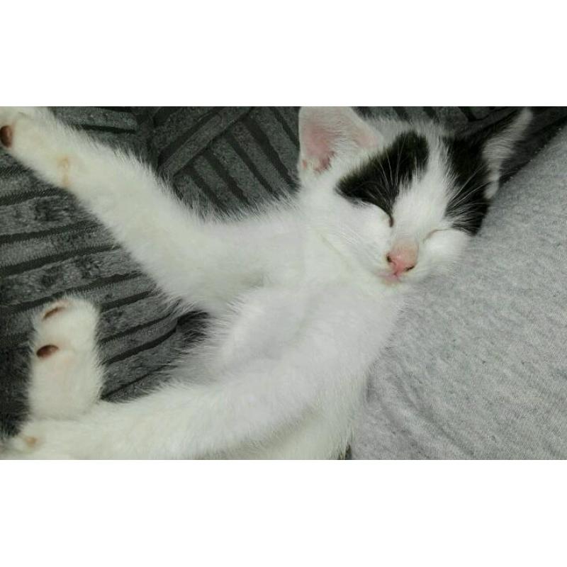 Kittens for sale! Ready to go now!